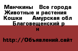 Манчкины - Все города Животные и растения » Кошки   . Амурская обл.,Благовещенский р-н